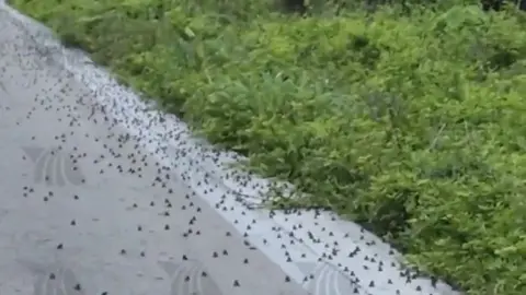 En Yucatán, cientos de sapitos invaden las carreteras previo al paso de Huracán ‘Beryl’