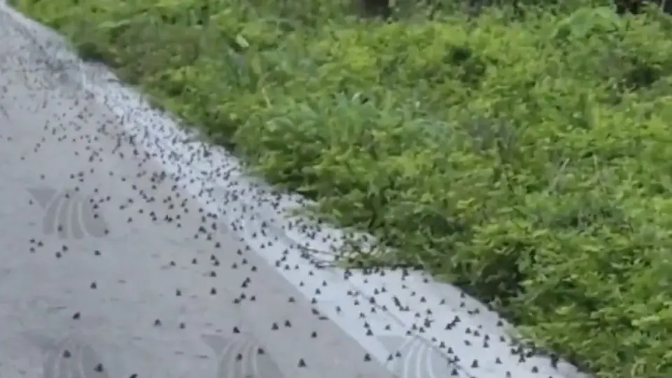 En Yucatán, cientos de sapitos invaden las carreteras previo al paso de Huracán ‘Beryl’
