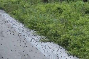 En Yucatán, cientos de sapitos invaden las carreteras previo al paso de Huracán ‘Beryl’