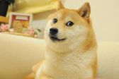 Muere Kabosu, la perrita del meme Doge