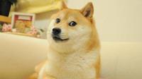 Muere Kabosu, la perrita del meme Doge