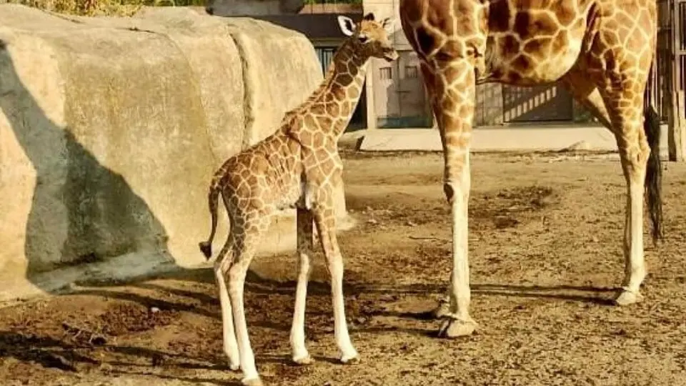 ¡Lo más tierno del día! Nace jirafita en el Centro de Conservación del zoológico de San Juan de Aragón
