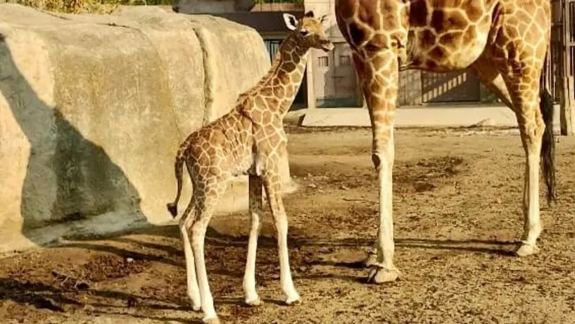 ¡Lo más tierno del día! Nace jirafita en el Centro de Conservación del zoológico de San Juan de Aragón