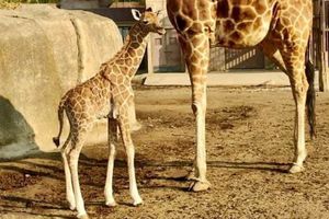 ¡Lo más tierno del día! Nace jirafita en el Centro de Conservación del zoológico de San Juan de Aragón