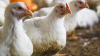 Dice la OMS que siempre no falleció un mexicano de gripe aviar H5N2