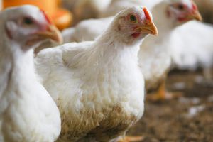Dice la OMS que siempre no falleció un mexicano de gripe aviar H5N2