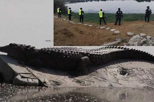 ¿Ya fue capturado el cocodrilo de Cuautitlán Izcalli? Aquí te contamos