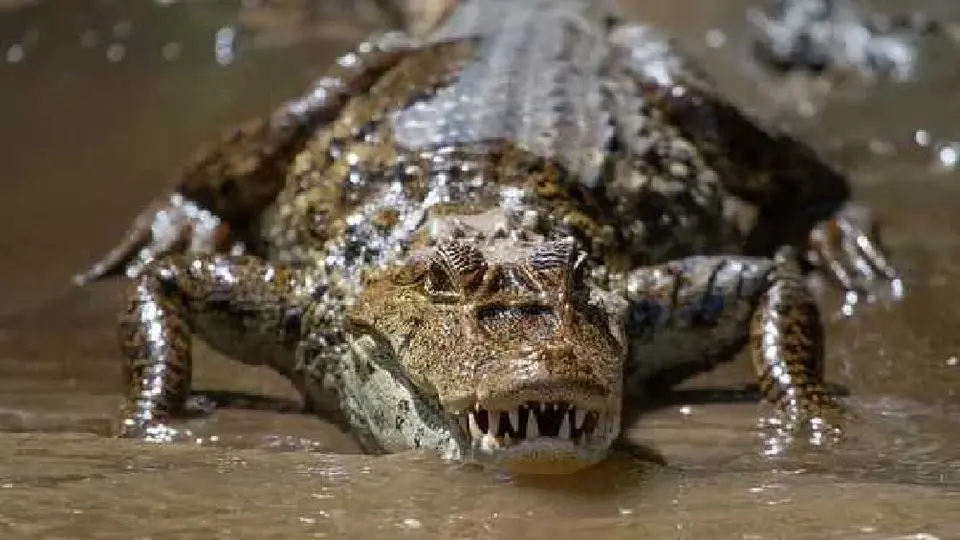 ¿Sacrificarán cocodrilos por ser una amenaza para los humanos? Esto se sabe