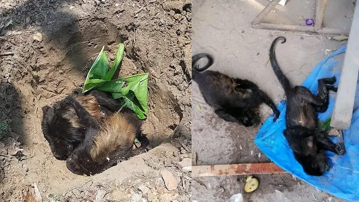 En Tabasco, encuentran muertos monos aulladores y saraguatos por golpe de calor