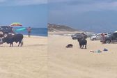 Toro ataca a mujeres en playa de Los Cabos