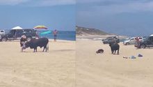 Toro ataca a mujeres en playa de Los Cabos