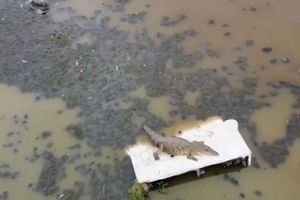 Buscan capturar a cocodrilo visto en la laguna La Piedad, de Cuautitlán Izcalli