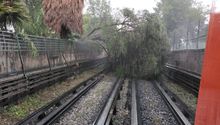 Fuertes lluvias tiran oootro árbol en las vías del Metro