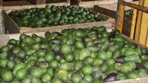 Gobierno de Estados Unidos suspende exportación de aguacate producido en Michoacán