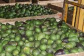 Gobierno de Estados Unidos suspende exportación de aguacate producido en Michoacán