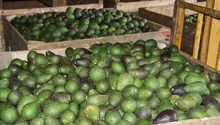 Gobierno de Estados Unidos suspende exportación de aguacate producido en Michoacán