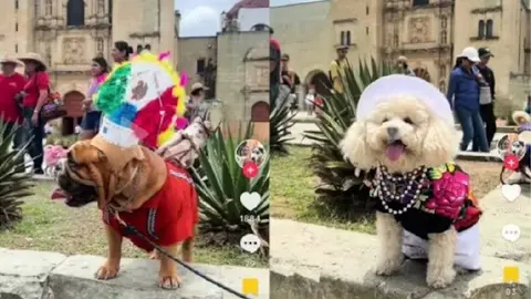 Perritos desfilan con trajes típicos de Oaxaca y se vuelven virales en redes sociales