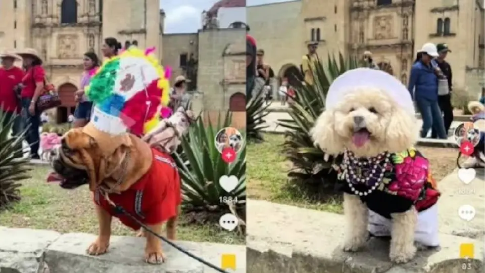 Perritos desfilan con trajes típicos de Oaxaca y se vuelven virales en redes sociales