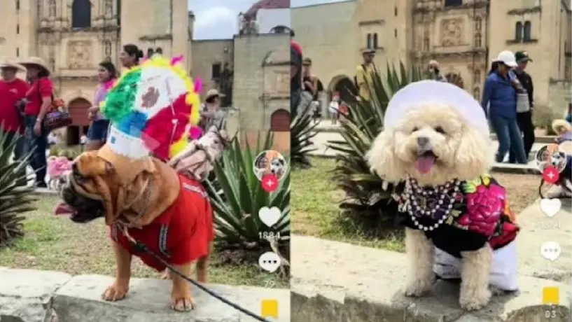 Perritos desfilan con trajes típicos de Oaxaca y se vuelven virales en redes sociales