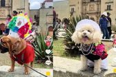Perritos desfilan con trajes típicos de Oaxaca y se vuelven virales en redes sociales