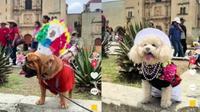 Perritos desfilan con trajes típicos de Oaxaca y se vuelven virales en redes sociales