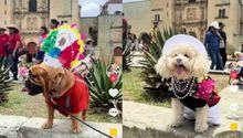Perritos desfilan con trajes típicos de Oaxaca y se vuelven virales en redes sociales