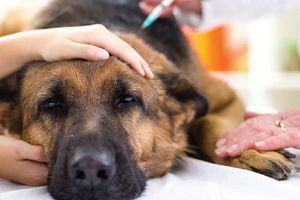 Enfermedad respiratoria ataca a perros en la CDMX. ¡Entérate!