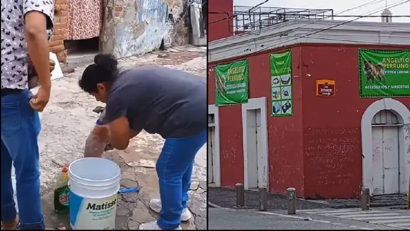 VIDEO: Denuncian a estética canina por bañar a perros con jabón de trastes y maltrato