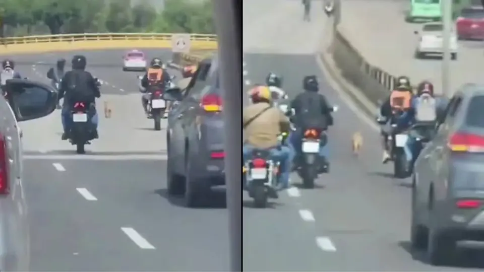 VIDEO: Motociclistas escoltan a un perrito en Circuito Interior en CDMX para evitar que fuera atropellado