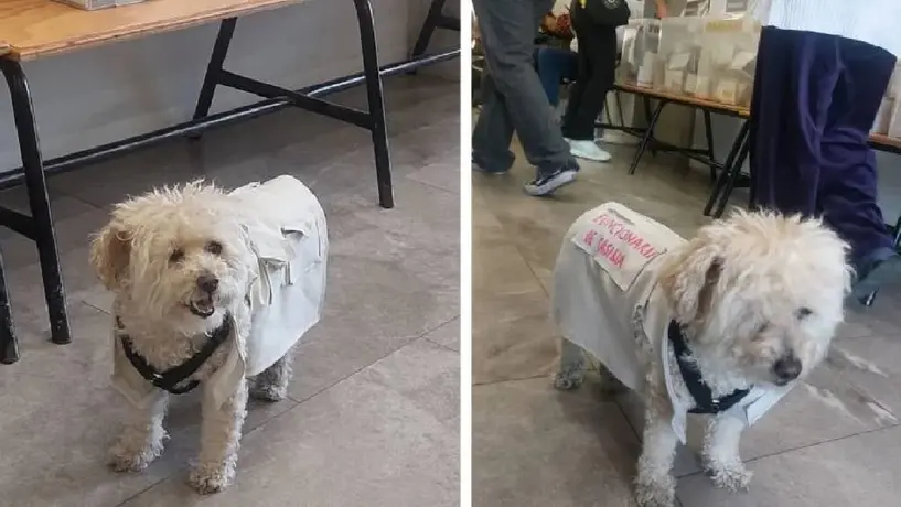 Perrita 'funcionaria de casilla' en Puebla se vuelve viral en redes sociales
