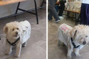 Perrita 'funcionaria de casilla' en Puebla se vuelve viral en redes sociales