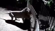 VIDEO: Perritos defienden su hogar de dos feroces leones en la India