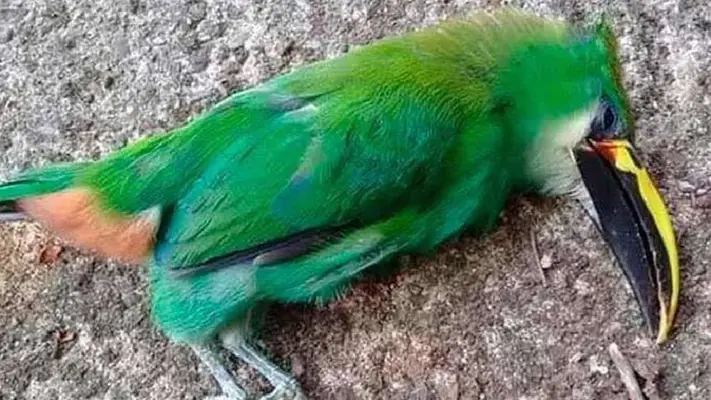 La ola de calor ha causado la muerte de aves en San Luis Potosí y Tamaulipas