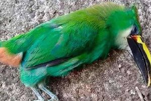 La ola de calor ha causado la muerte de aves en San Luis Potosí y Tamaulipas