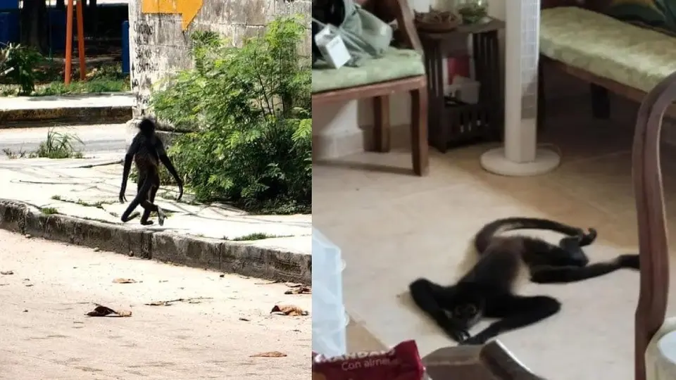 Monos son vistos caminando y refugiándose en casas en Yucatán tras huracán ‘Beryl’