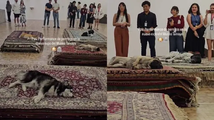 Piden cancelar exposición en el Museo Tamayo por supuesto maltrato animal