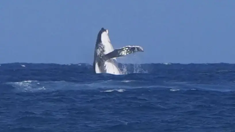 París 2024: Ballena fue vista en Tahití en plena competición de los Juegos Olímpicos