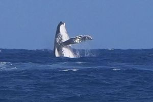 París 2024: Ballena fue vista en Tahití en plena competición de los Juegos Olímpicos