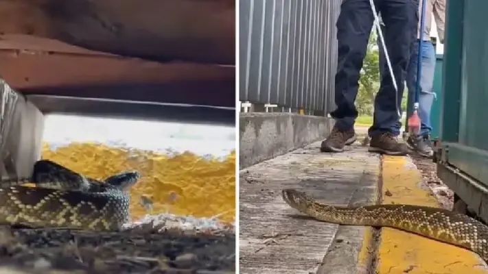 VIDEO: Autoridades rescatan a serpiente de cascabel en C.U.