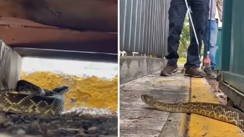 VIDEO: Autoridades rescatan a serpiente de cascabel en C.U.