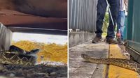 VIDEO: Autoridades rescatan a serpiente de cascabel en C.U.