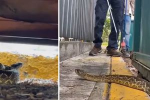 VIDEO: Autoridades rescatan a serpiente de cascabel en C.U.