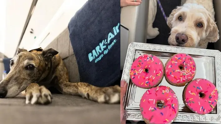 Una nueva aerolínea de lujo para perros ‘BARK Air’ se enfrenta a una demanda