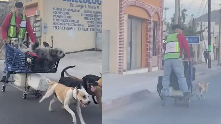 ¿Es gracioso o es maltrato animal? Hombre es captado paseando en un trineo de perros en Cabo San Lucas