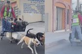 ¿Es gracioso o es maltrato animal? Hombre es captado paseando en un trineo de perros en Cabo San Lucas