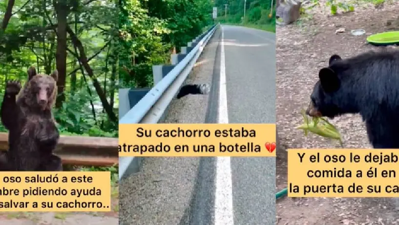 VIDEO: Mamá oso pide ayuda a turistas para salvar a su cría. ¡Mira cómo les agradeció!
