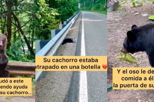 VIDEO: Mamá oso pide ayuda a turistas para salvar a su cría. ¡Mira cómo les agradeció!