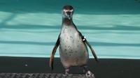 ¿Pingüinos japoneses? Chapultepec tendrá nuevos vecinos que tienes que conocer