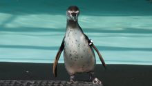¿Pingüinos japoneses? Chapultepec tendrá nuevos vecinos que tienes que conocer