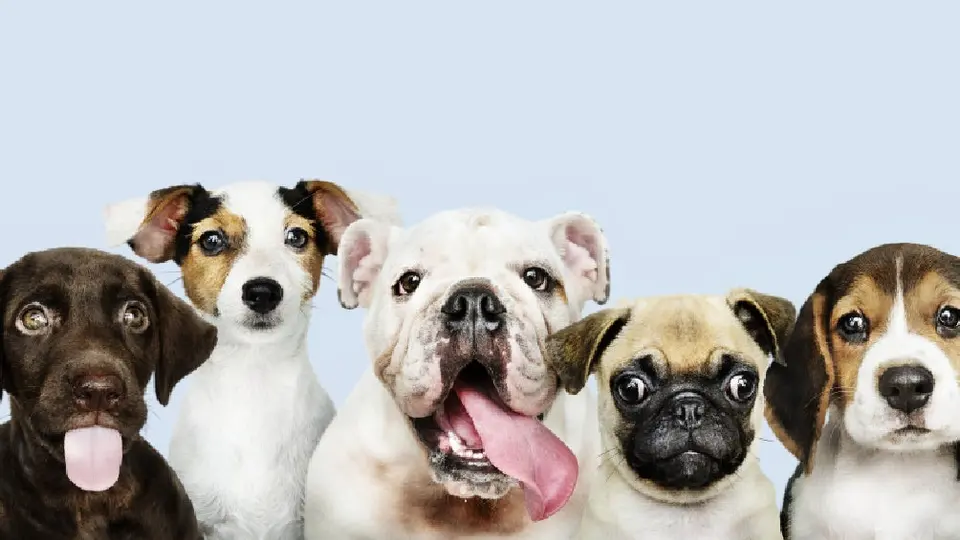 Crean padrón de paseadores de perros ¿Para qué sirve? Aquí te lo contamos